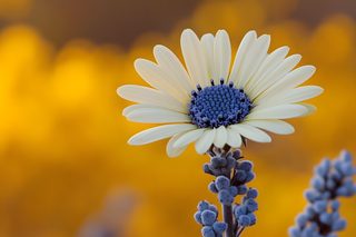 White Daisy with Blue Center
