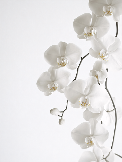 White Orchid Branch