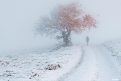 Winter Walk in the Fog