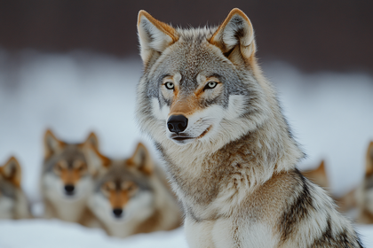 Wolf Pack In Winter
