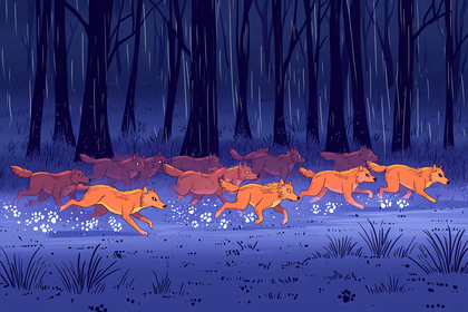 Wolf Pack Running Through Forest in Rain