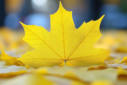 Yellow Maple Leaf