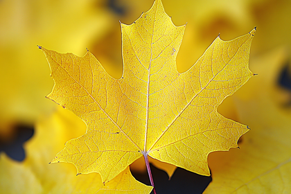 Yellow Maple Leaf