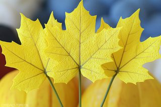 Yellow Maple Leaves