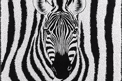 Zebra Face Close Up
