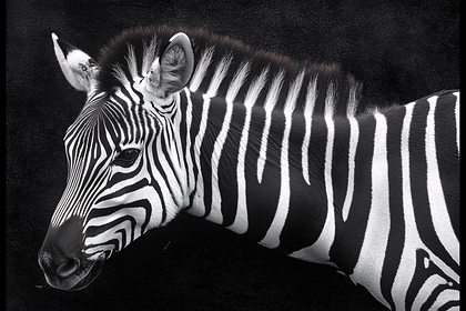 Zebra Head Close-Up