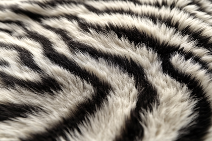 Zebra Pattern Fur Texture