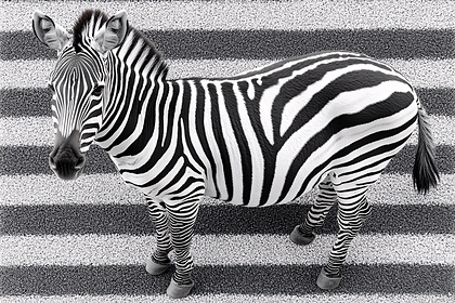 Zebra Standing on Striped Surface