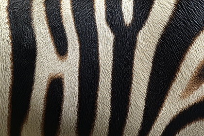 Zebra Stripes Close Up