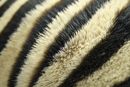 Zebra Stripes Fur Close Up