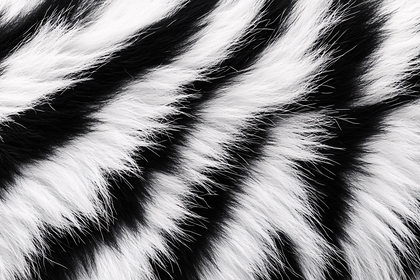 Zebra Stripes Fur Texture