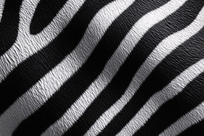 Zebra Stripes Pattern Close-Up